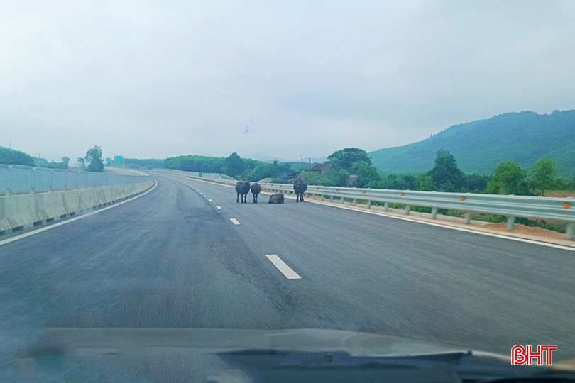 4 con trâu xuất hiện trên cao tốc Hàm Nghi - Vũng Áng ở địa phận huyện Cẩm Xuyên - Hà Tĩnh sáng 1/5. Ảnh: T.N bqbht_br_trau-bo-di-vao-cao-toc-10.jpg
