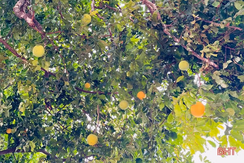 Ngắm cây thị gần 500 tuổi ở Hà Tĩnh quả chín thơm ngào ngạt