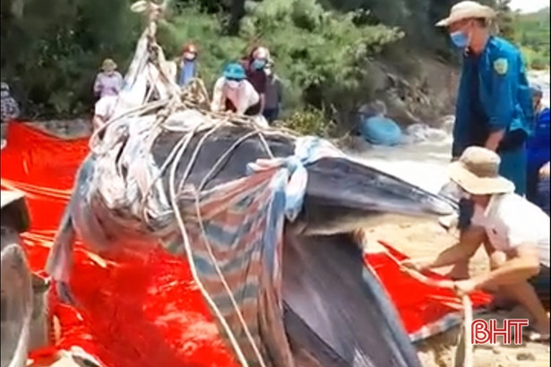 Xác cá voi nặng hơn 700 kg trôi dạt vào bờ biển Hà Tĩnh