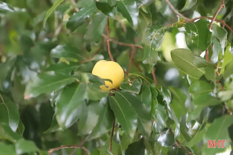 Ngắm cây thị gần 500 tuổi ở Hà Tĩnh quả chín thơm ngào ngạt