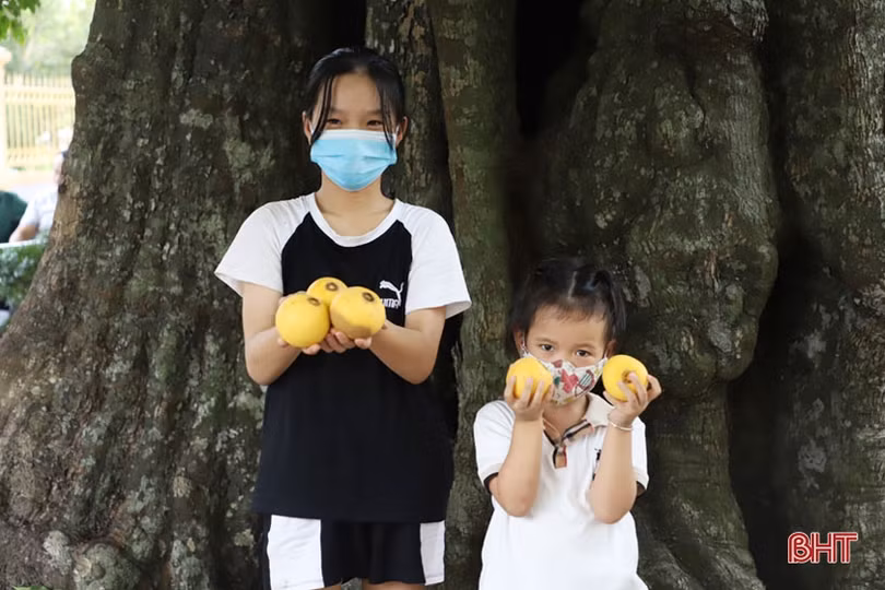 Ngắm cây thị gần 500 tuổi ở Hà Tĩnh quả chín thơm ngào ngạt