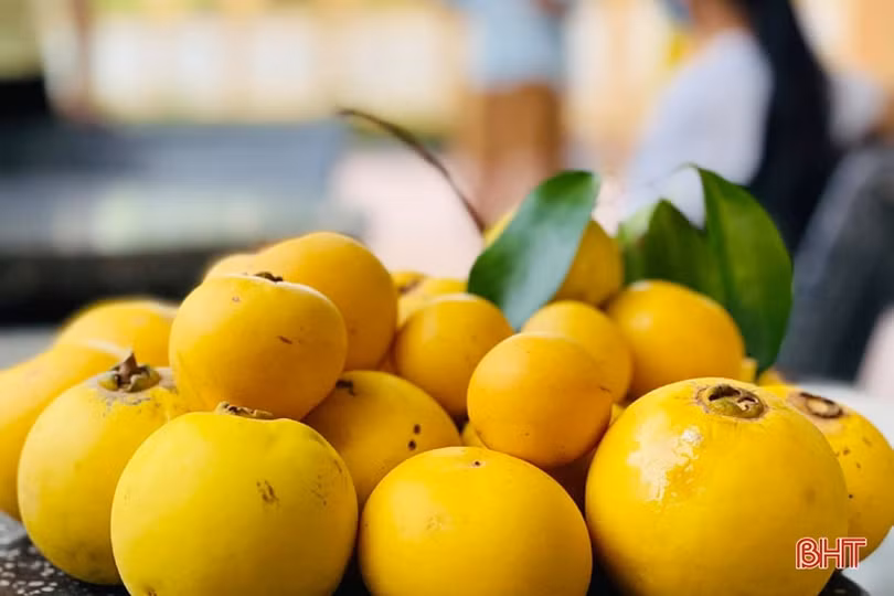 Ngắm cây thị gần 500 tuổi ở Hà Tĩnh quả chín thơm ngào ngạt