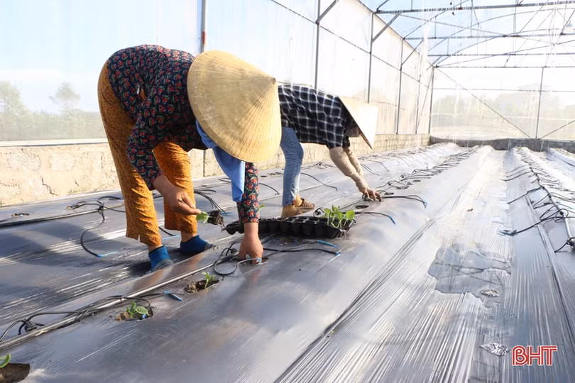 Các mô hình nông nghiệp ở Hà Tĩnh nỗ lực chuyển đổi số trong sản xuất