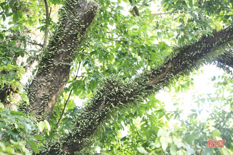 Ngắm cây thị gần 500 tuổi ở Hà Tĩnh quả chín thơm ngào ngạt