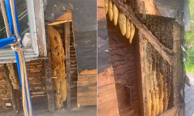 450.000 con ong mật sống trong tường nhà dân
