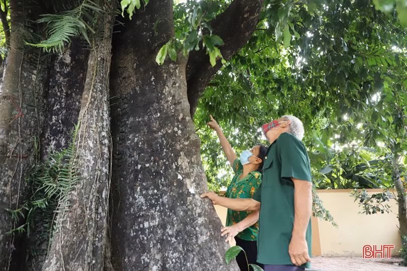 Ngắm cây thị gần 500 tuổi ở Hà Tĩnh quả chín thơm ngào ngạt