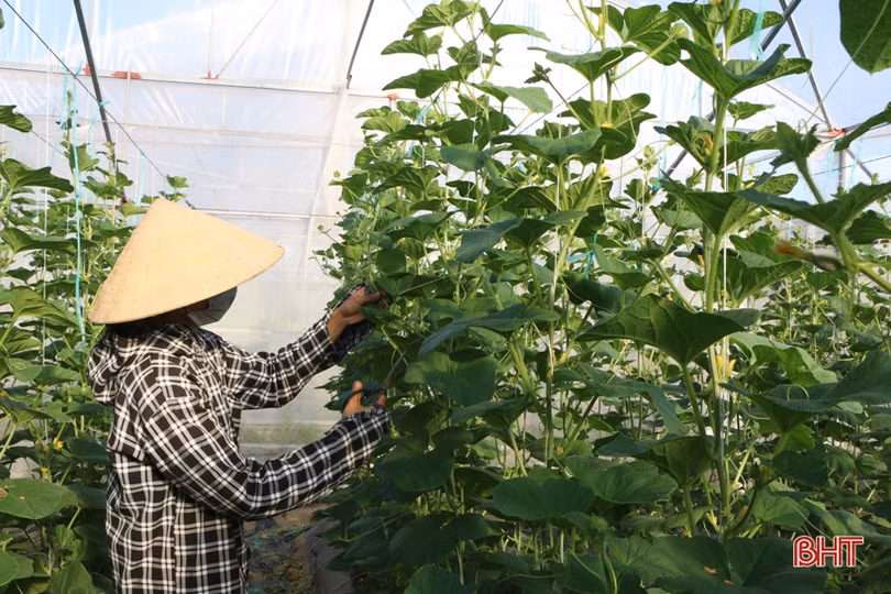 Các mô hình nông nghiệp ở Hà Tĩnh nỗ lực chuyển đổi số trong sản xuất