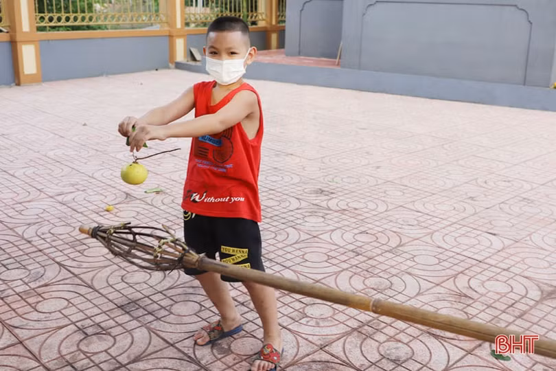 Ngắm cây thị gần 500 tuổi ở Hà Tĩnh quả chín thơm ngào ngạt