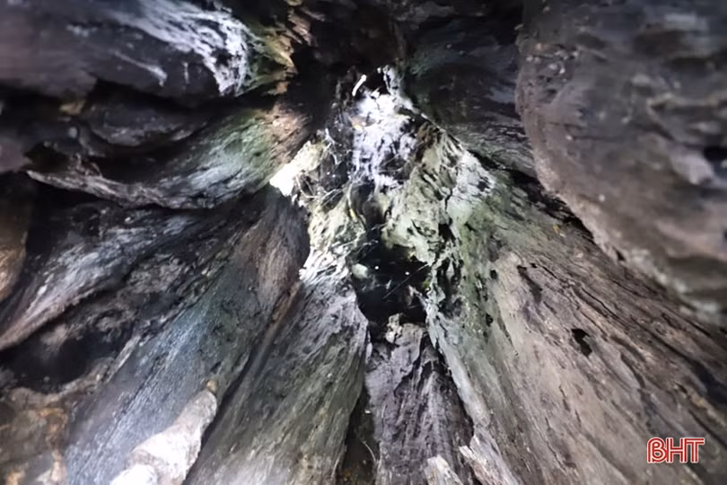 Ngắm cây thị gần 500 tuổi ở Hà Tĩnh quả chín thơm ngào ngạt