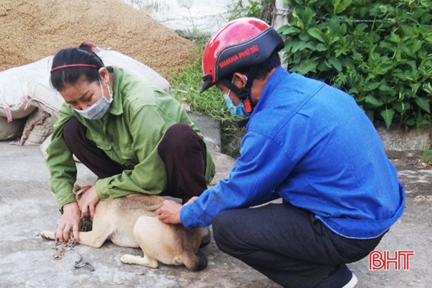 Vũ Quang triển khai tiêm phòng cho gần 44.000 con gia súc trước ngày 31/8