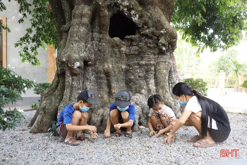 Ngắm cây thị gần 500 tuổi ở Hà Tĩnh quả chín thơm ngào ngạt