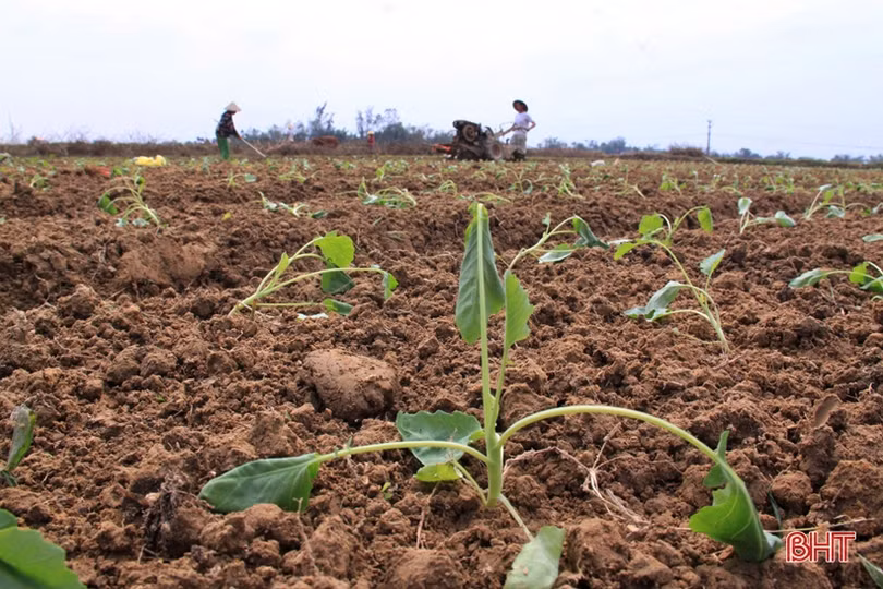 Anh nông dân Hà Tĩnh “cưỡi xế hộp” đi bán rau giống vụ đông