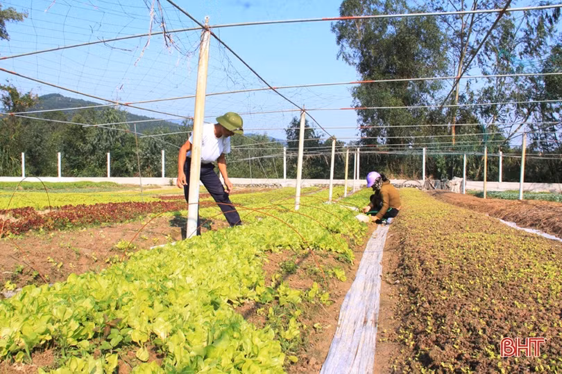 Anh nông dân Hà Tĩnh “cưỡi xế hộp” đi bán rau giống vụ đông