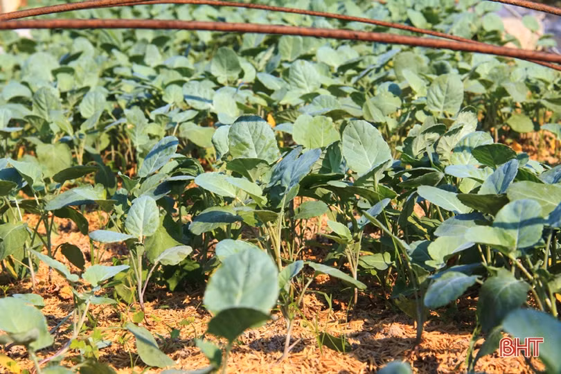 Anh nông dân Hà Tĩnh “cưỡi xế hộp” đi bán rau giống vụ đông