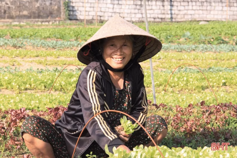 Anh nông dân Hà Tĩnh “cưỡi xế hộp” đi bán rau giống vụ đông