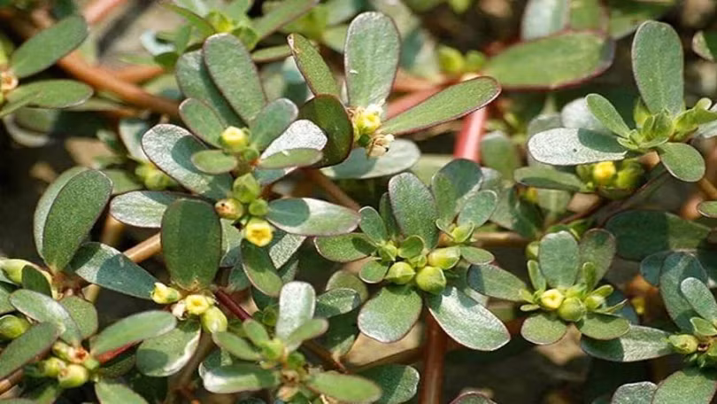 Lưu ý một số thực phẩm cần phải được nấu chín để đảm bảo sức khỏe