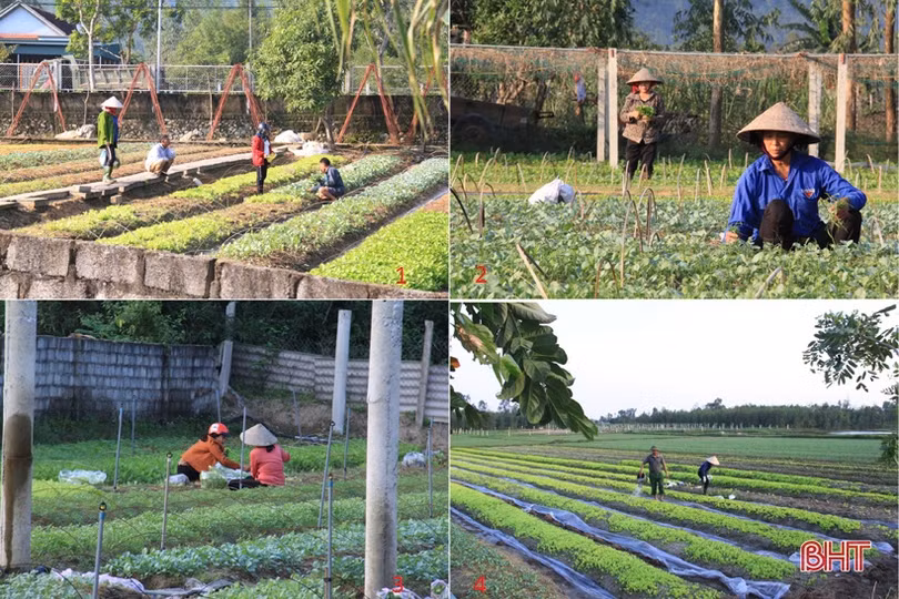 Anh nông dân Hà Tĩnh “cưỡi xế hộp” đi bán rau giống vụ đông