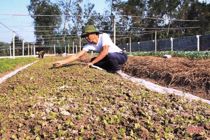 Anh nông dân Hà Tĩnh “cưỡi xế hộp” đi bán rau giống vụ đông