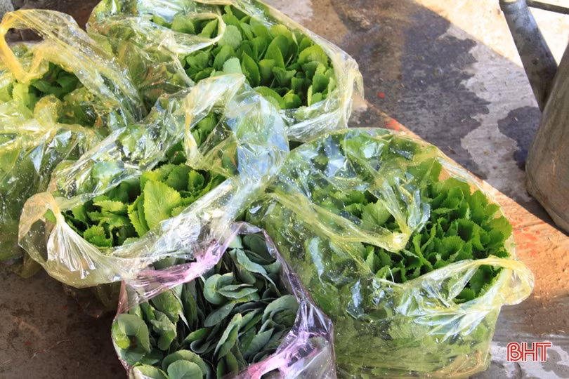 Anh nông dân Hà Tĩnh “cưỡi xế hộp” đi bán rau giống vụ đông