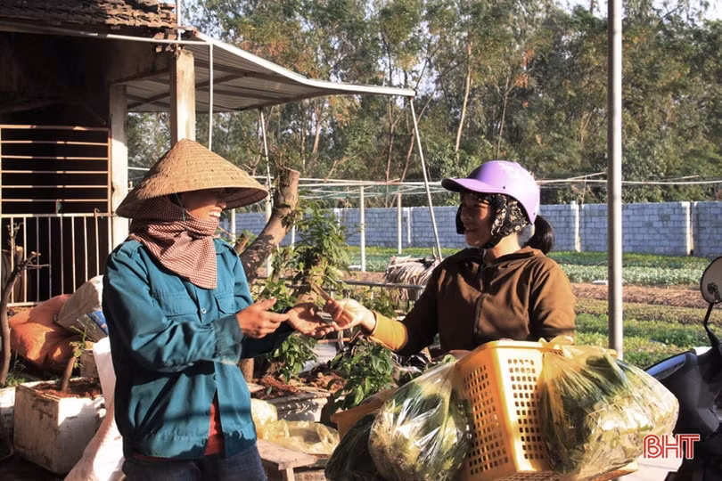 Anh nông dân Hà Tĩnh “cưỡi xế hộp” đi bán rau giống vụ đông