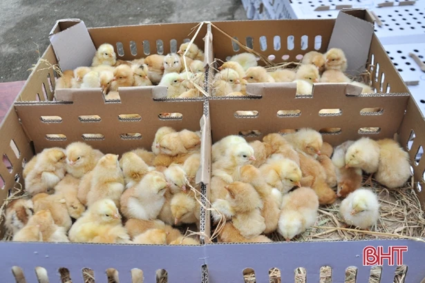 Người dân bị thiệt hại do lũ lụt ở Hà Tĩnh tiếp tục đón nhận sự hỗ trợ từ các tổ chức, đơn vị