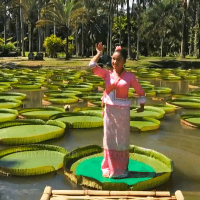 Lá hoa súng lớn nhất thế giới có thể đỡ người nặng 50 kg mà không chìm