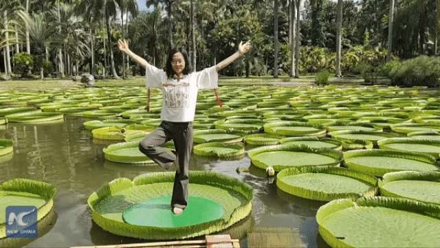 Lá hoa súng lớn nhất thế giới có thể đỡ người nặng 50 kg mà không chìm