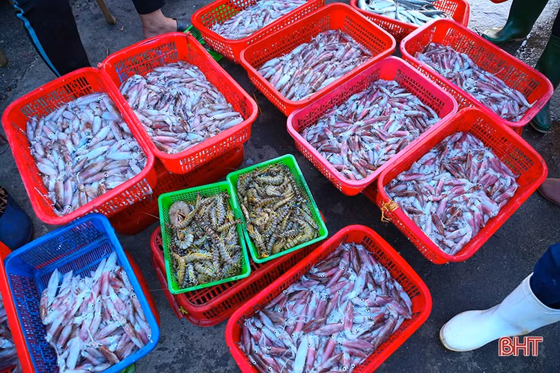 Ngư dân Hà Tĩnh tích cực vươn khơi, hoạt động mua bán hải sản sôi động trở lại