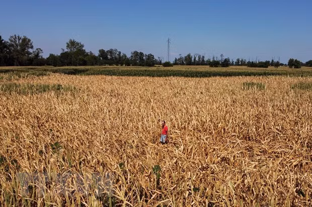 Chỉ số kinh tế châu Âu sụt giảm do nắng nóng cực đoan bao trùm