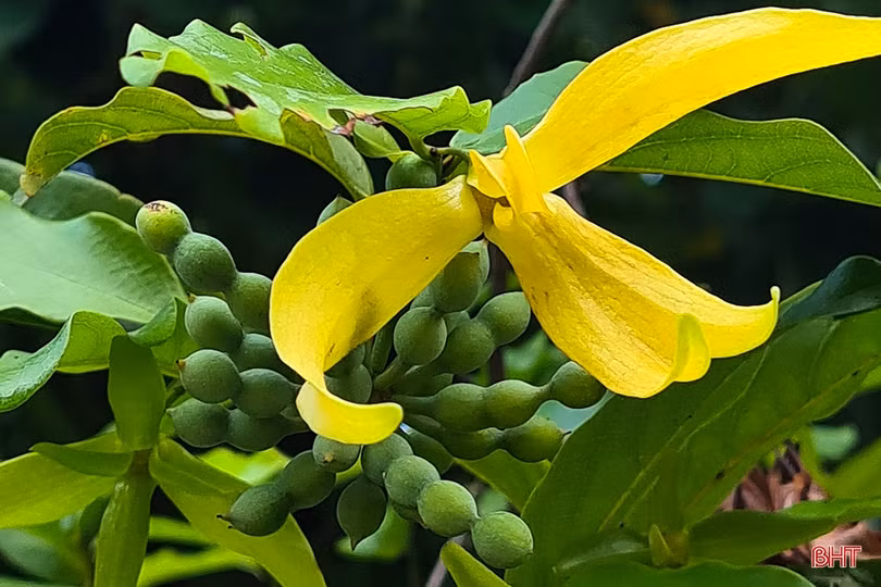 Tháng Tám - Mùa đã thu rồi