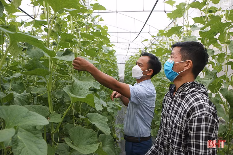 Tích tụ ruộng đất, nâng tầm nông nghiệp đô thị TP Hà Tĩnh