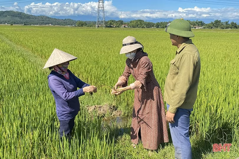 Nông dân Hà Tĩnh xuống đồng phòng trừ sâu bệnh trên lúa hè thu