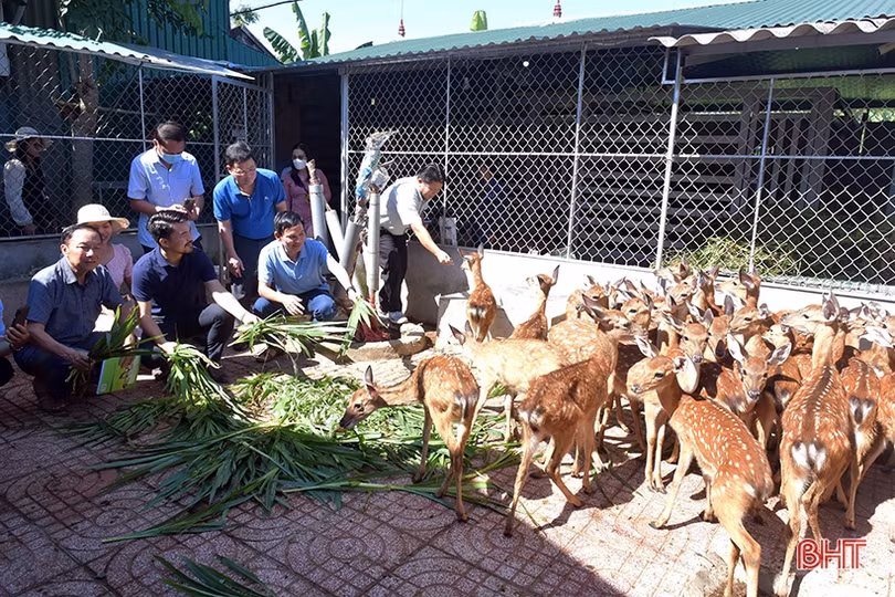 Đoàn công tác tỉnh Bôlykhămxay tham quan, học tập kinh nghiệm chăn nuôi hươu sao ở Hà Tĩnh