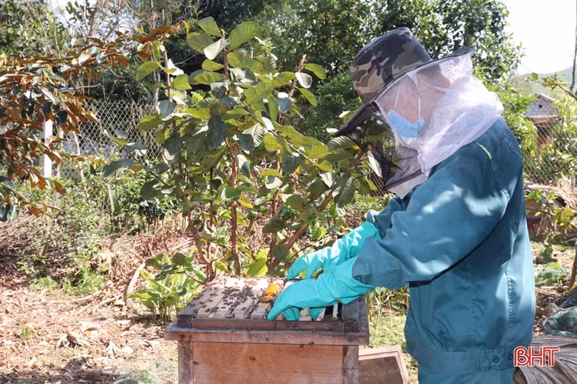 Mùa mật của người nuôi ong ở Vũ Quang