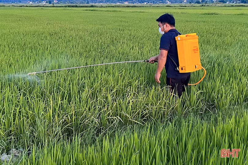 Nông dân Hà Tĩnh xuống đồng phòng trừ sâu bệnh trên lúa hè thu