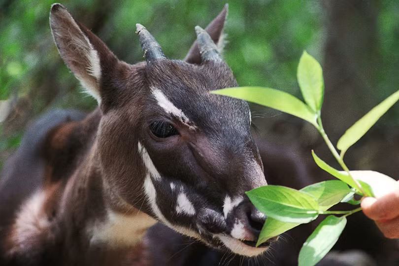 Vườn Quốc gia Vũ Quang nhận Giải thưởng Môi trường Việt Nam năm 2021