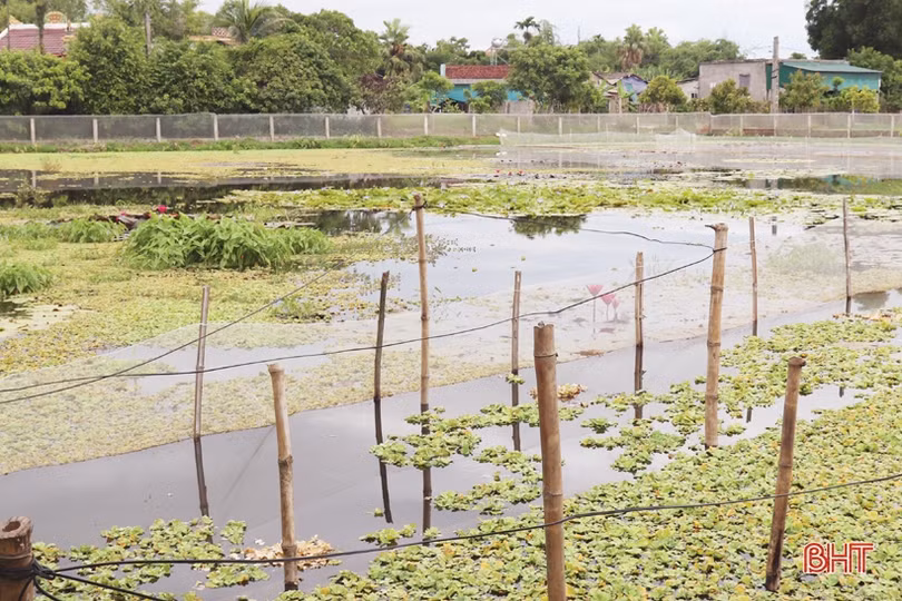 Người dân Tân Lâm Hương nâng cao thu nhập nhờ nuôi ốc bươu đen