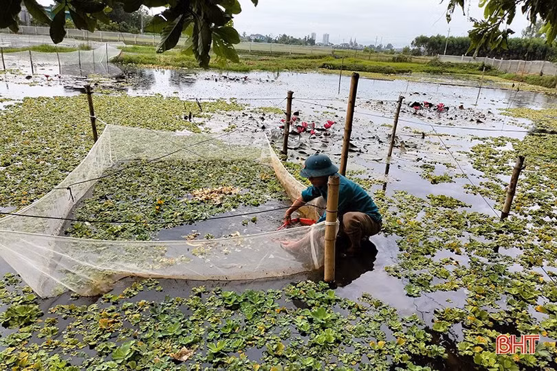 Người dân Tân Lâm Hương nâng cao thu nhập nhờ nuôi ốc bươu đen