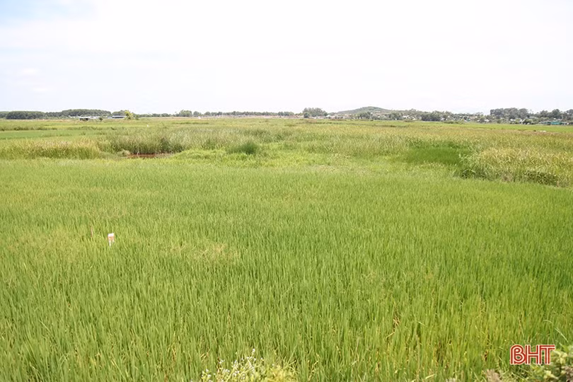 Hà Tĩnh phấn đấu hoàn thành kiểm đếm đất nông nghiệp GPMB cao tốc Bắc - Nam trong tháng 8