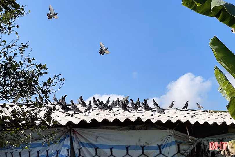 Từ tay trắng trở thành nông dân sản xuất, kinh doanh giỏi