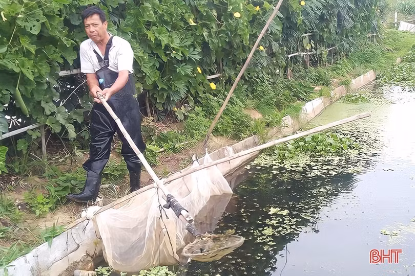 Người dân Tân Lâm Hương nâng cao thu nhập nhờ nuôi ốc bươu đen