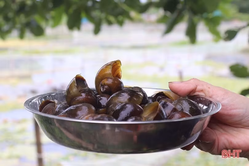 Người dân Tân Lâm Hương nâng cao thu nhập nhờ nuôi ốc bươu đen