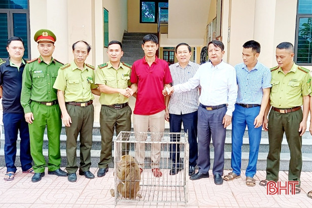 Cá thể khỉ vàng quý hiếm xuất hiện trong vườn nhà dân ở Lộc Hà