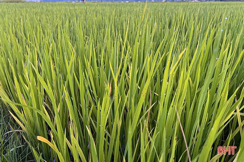 Nông dân Hà Tĩnh xuống đồng phòng trừ sâu bệnh trên lúa hè thu