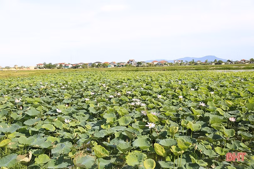 Tích tụ ruộng đất, nâng tầm nông nghiệp đô thị TP Hà Tĩnh