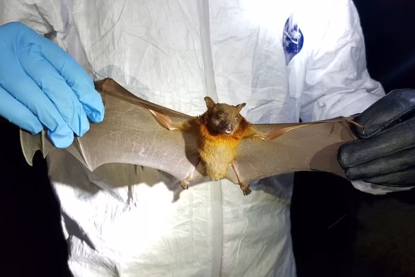 Trung Quốc phát hiện chủng virus corona mới giống SARS-CoV-2 nhất về mặt gen