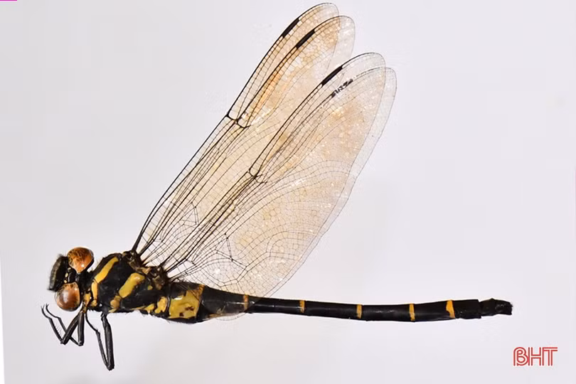 Loài chuồn chuồn mới phát hiện tại Vườn Quốc gia Vũ Quang