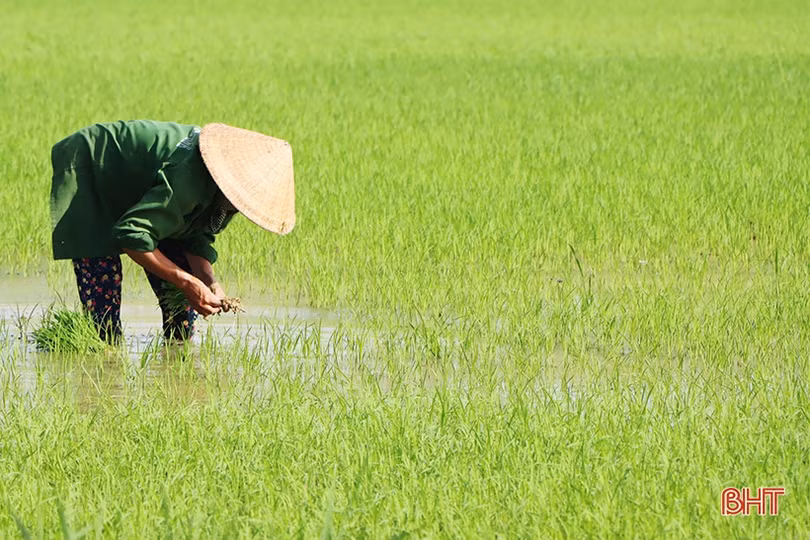 Nông dân xứ Cẩm hối hả tỉa dặm, chăm sóc lúa hè thu