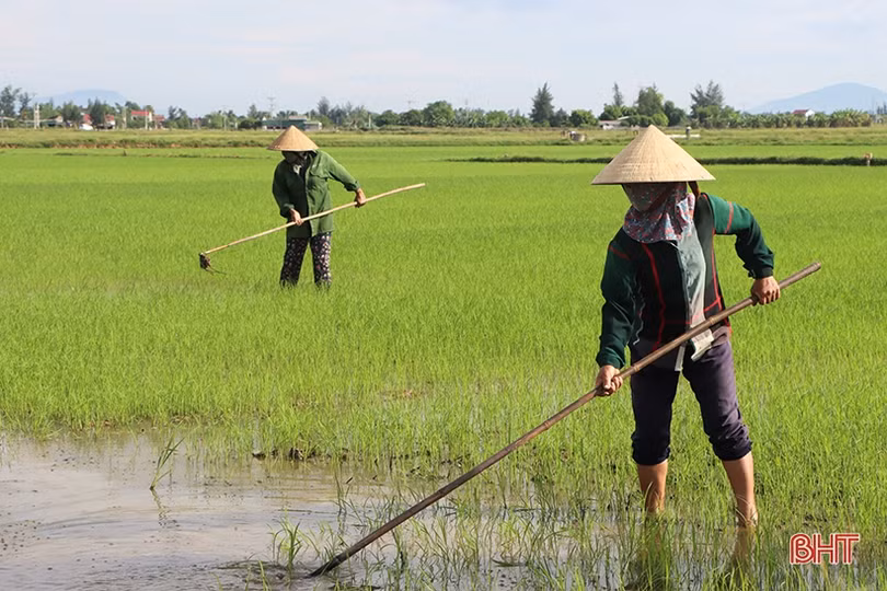 Nông dân xứ Cẩm hối hả tỉa dặm, chăm sóc lúa hè thu