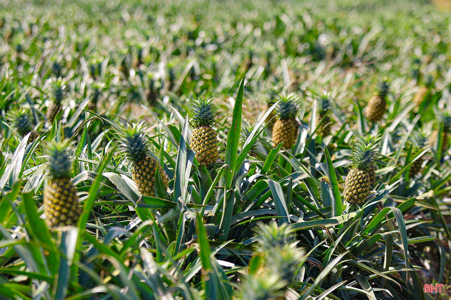 Được trồng trên những vùng đồi khô cằn, nhiều nơi trước đây bị bỏ hoang, nhưng cây dứa vẫn phát triển xanh tốt. Đặc biệt, hai cơn bão số 5 và số 10 đã làm gần 70% diện tích keo tràm của xã bị gãy đổ, nhưng cây dứa không hề bị ảnh hưởng. Trong mùa nắng nóng gay gắt, cây vẫn duy trì sự sinh trưởng tốt. Điều này khẳng định cây dứa là loại cây trồng rất phù hợp, có khả năng chịu hạn, chịu gió bão tốt với điều kiện thổ nhưỡng và khí hậu của vùng đất Kỳ Hoa.